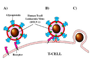 picture of diagram of human T cell